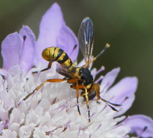 Réf. 260 730 : Conops insignis